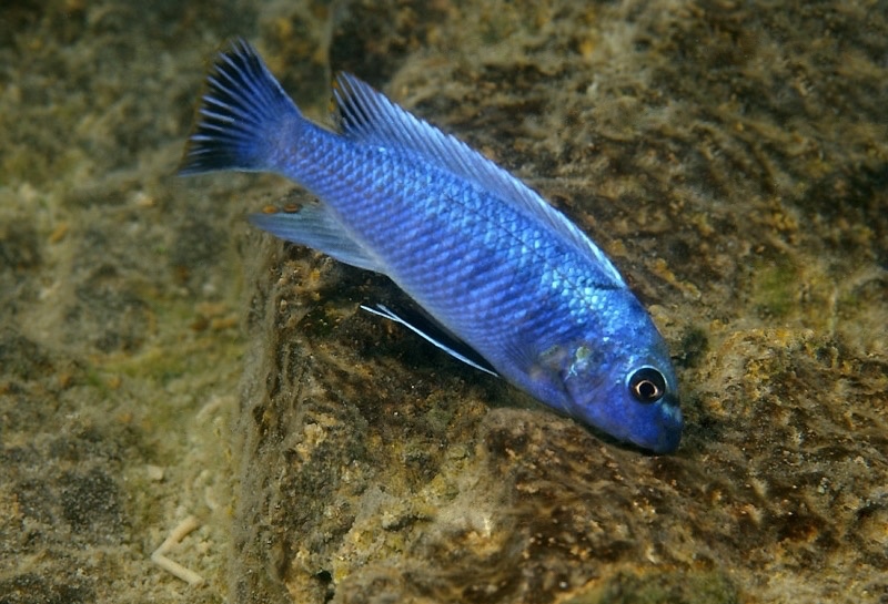Labeotropheus trewavasae 'Magunga'